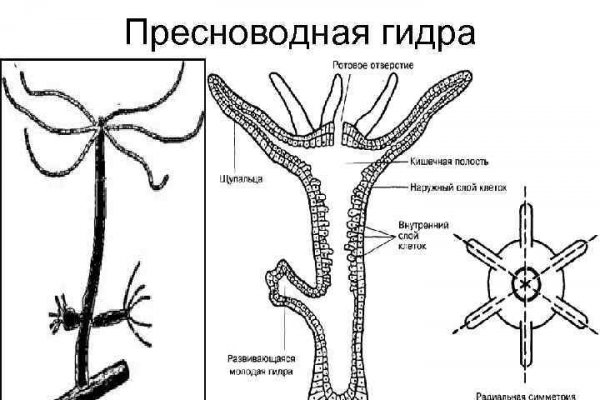 Какой нужен тор чтоб зайти в кракен